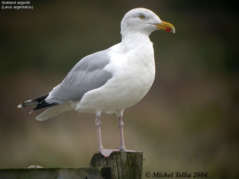 European Herring Gull