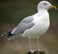 European Herring Gull