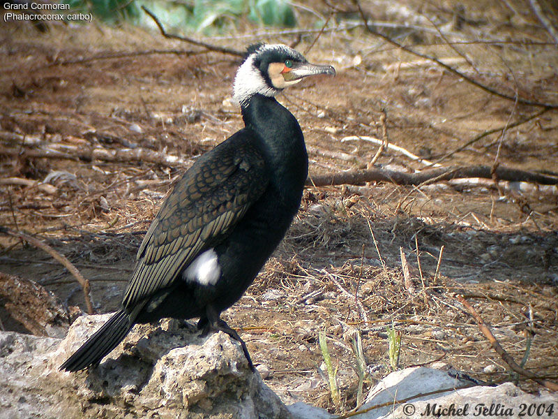 Great Cormorant