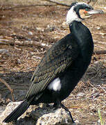 Great Cormorant