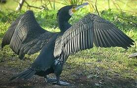 Great Cormorant