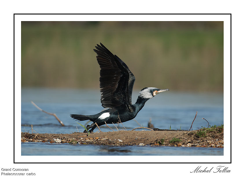 Grand Cormoran