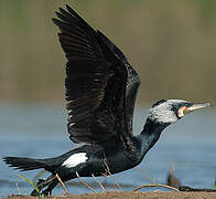 Great Cormorant