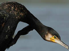 Great Cormorant