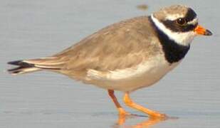 Common Ringed Plover