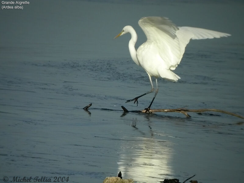 Grande Aigrette