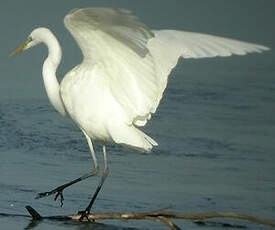 Grande Aigrette