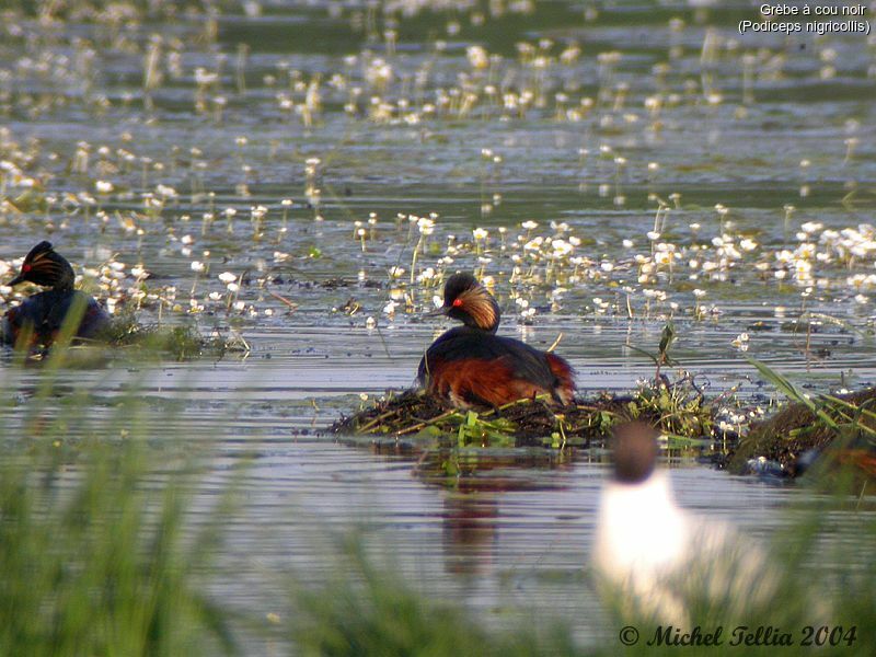 Black-necked Grebe