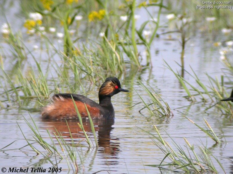 Black-necked Grebe