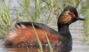 Black-necked Grebe