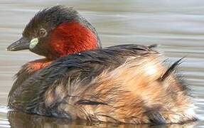 Little Grebe