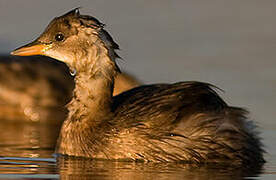 Little Grebe