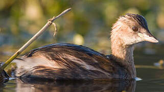 Little Grebe