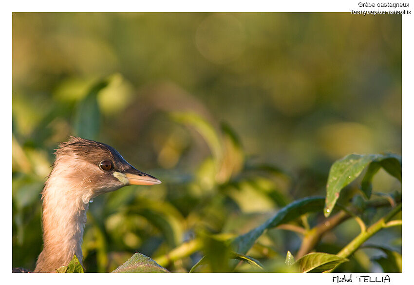 Little Grebe