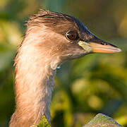 Little Grebe