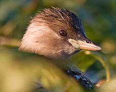 Little Grebe