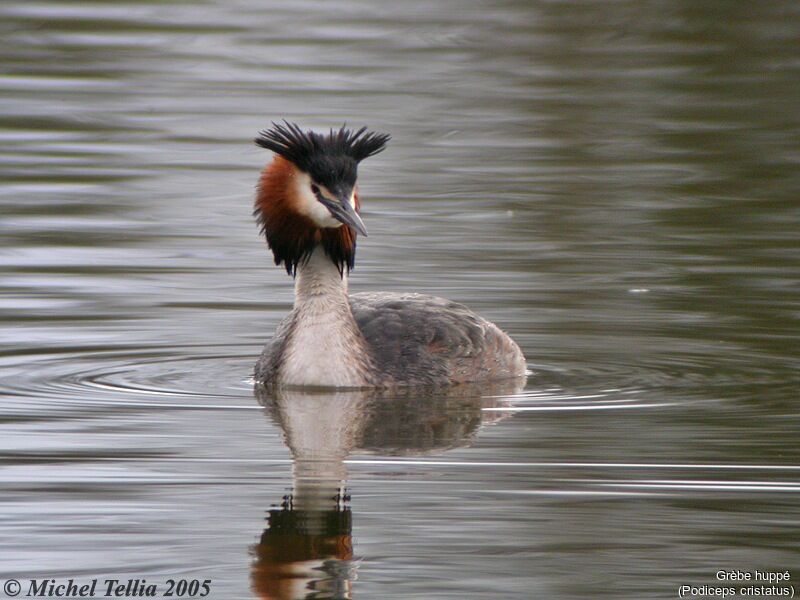 Great Crested Grebe