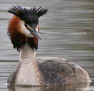 Great Crested Grebe