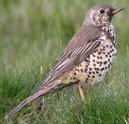 Mistle Thrush