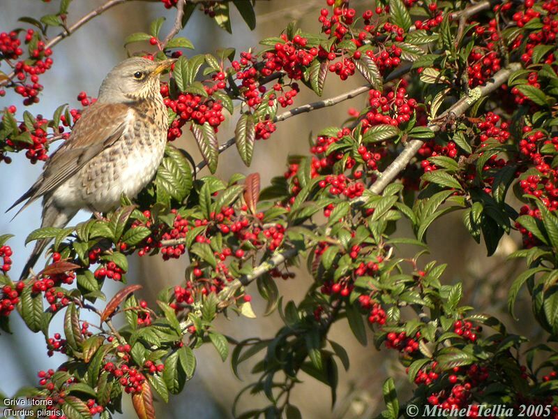 Fieldfare