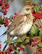 Fieldfare