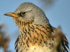 Fieldfare