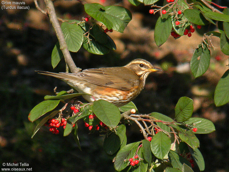 Redwing