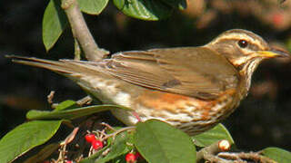 Redwing