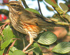 Redwing