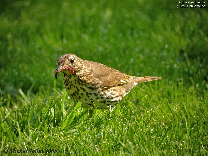 Song Thrush