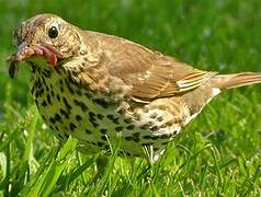 Song Thrush