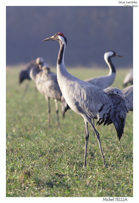 Common Crane