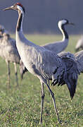 Common Crane