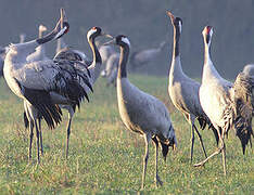 Common Crane