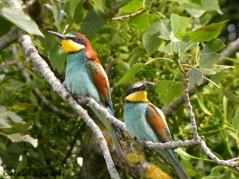 European Bee-eater