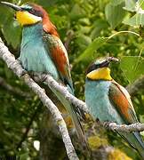 European Bee-eater