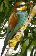 European Bee-eater