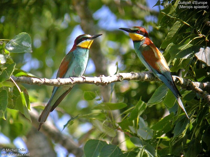 European Bee-eater