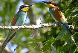 European Bee-eater