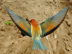 European Bee-eater