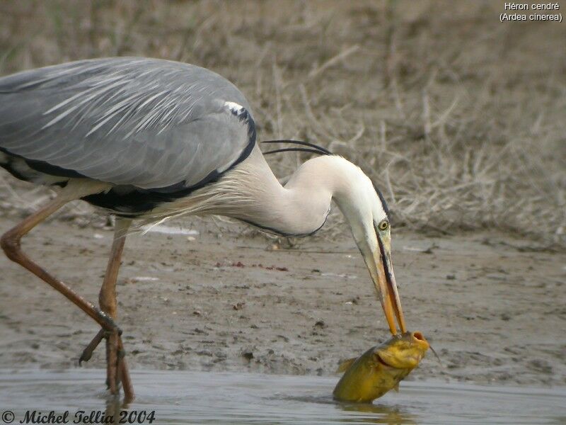 Grey Heron