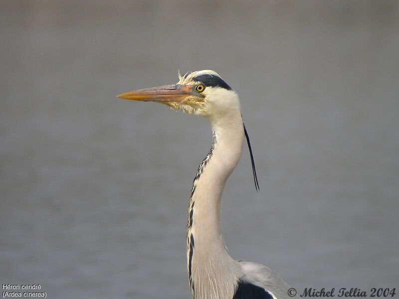 Grey Heron