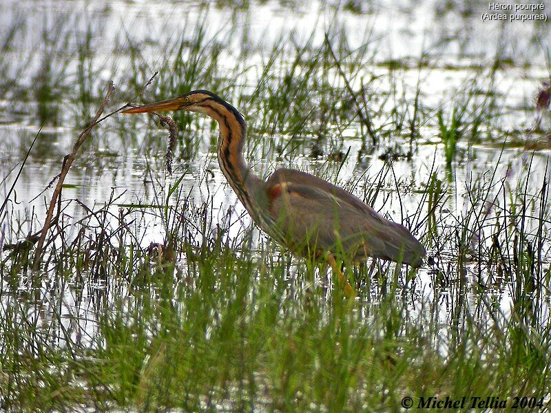 Purple Heron