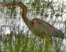 Purple Heron