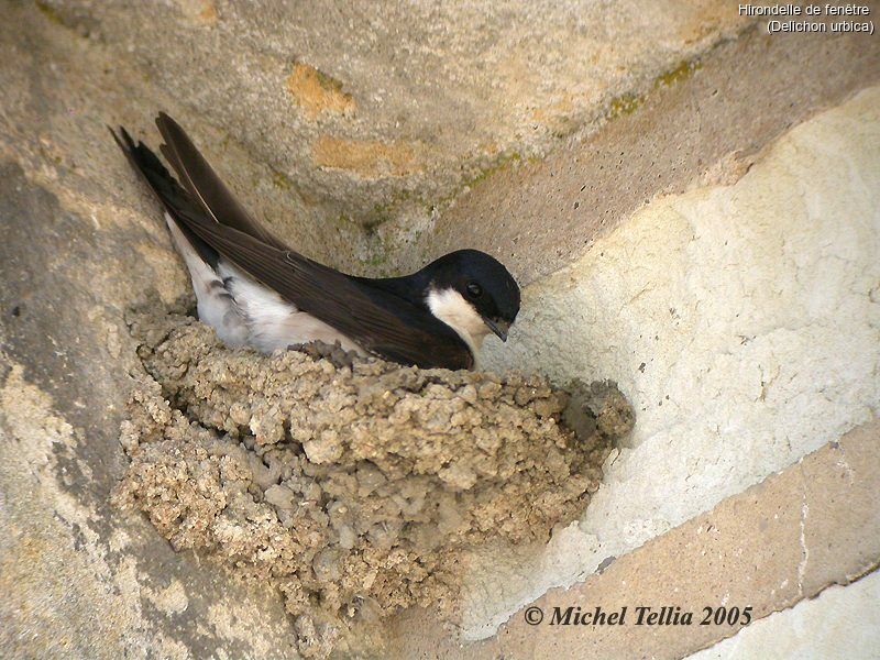 Western House Martin