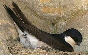 Western House Martin