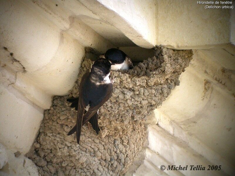 Common House Martin