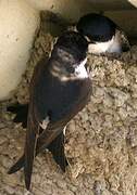 Common House Martin