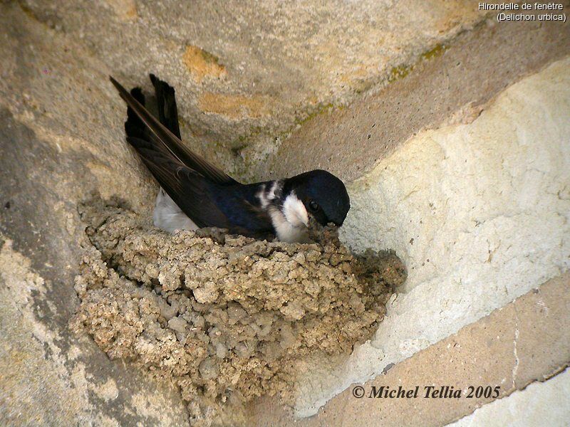 Common House Martin