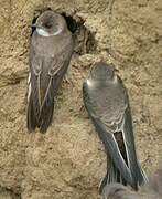 Sand Martin